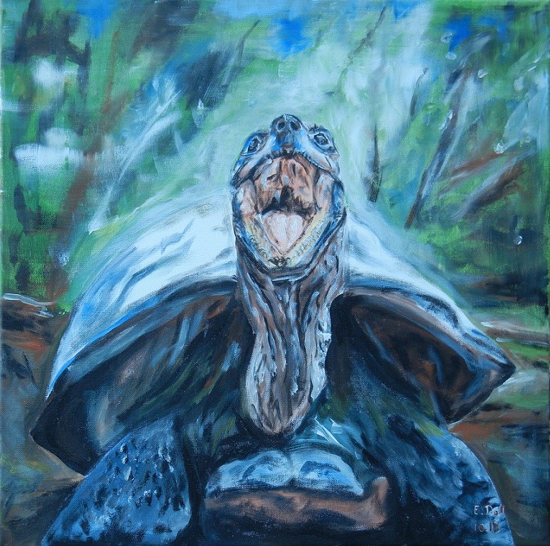 Schildkröte